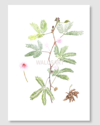 Putri Malu (Mimosa pudica) - ArtPrint