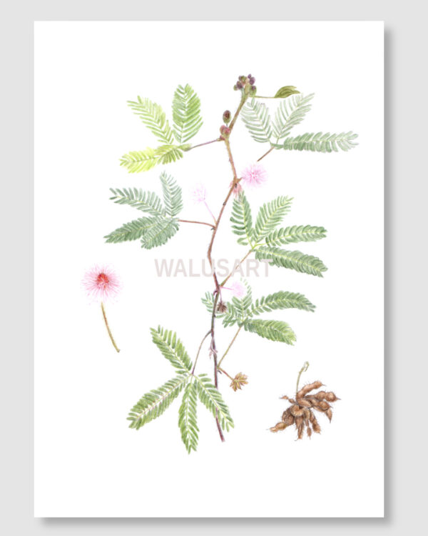 Putri Malu (Mimosa pudica) - ArtPrint
